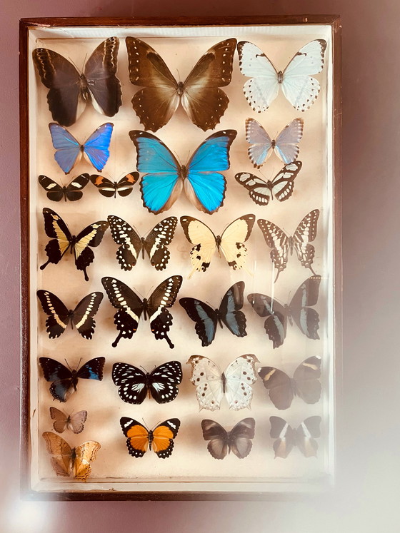 Image 1 of Unici! Vetrine esotiche vintage a forma di farfalla.