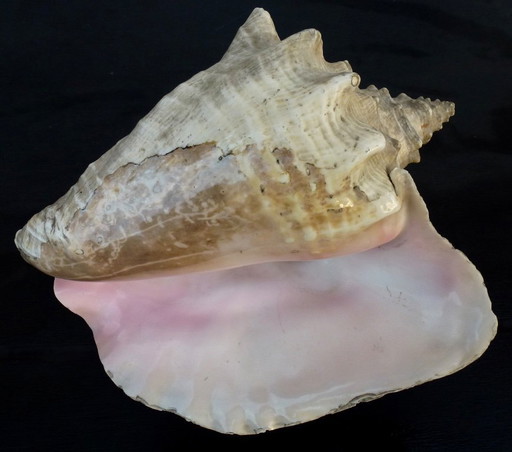 Aliger Gigas grande - Conca regina, appartenente alla famiglia Strombidae.