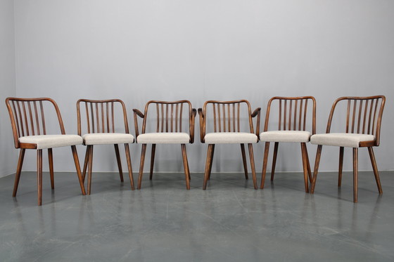 Image 1 of 1960 Antonin Suman Ensemble de six chaises de salle à manger en hêtre, restaurées
