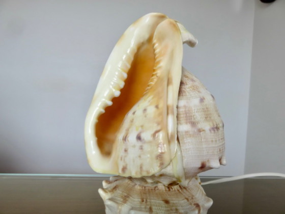 "Cassis Cornuta" schelplamp, vintage uit de jaren 70 – Tafellampen, Other (photo 8 of 13)