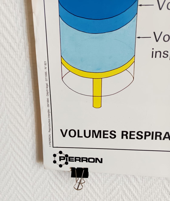 Image 1 of The respiratory system" school poster
