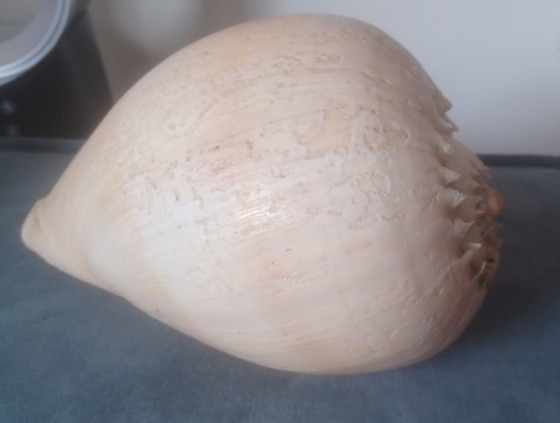 Grande conchiglia di Melo Diadema 24 cm in ottime condizioni! Conchiglia di melone – Meloen Diadema (photo 7 of 7)