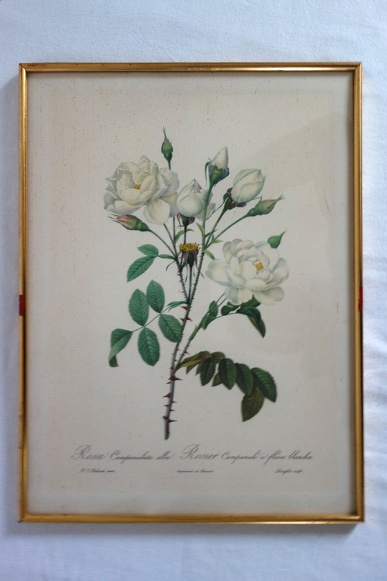 Image 1 of 4 oude botanische platen van rozen