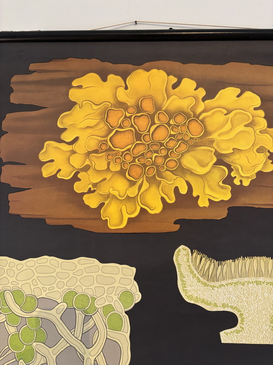 Image 1 of Affiche pédagogique botanique – Anatomie des conifères (Pin) – Lehrmittelverlag Hagemann, Düsseldorf 