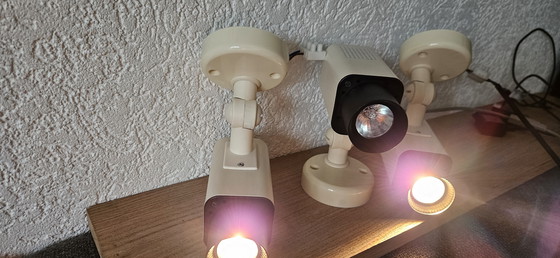 Image 1 of Herda fleckt 3 Stück