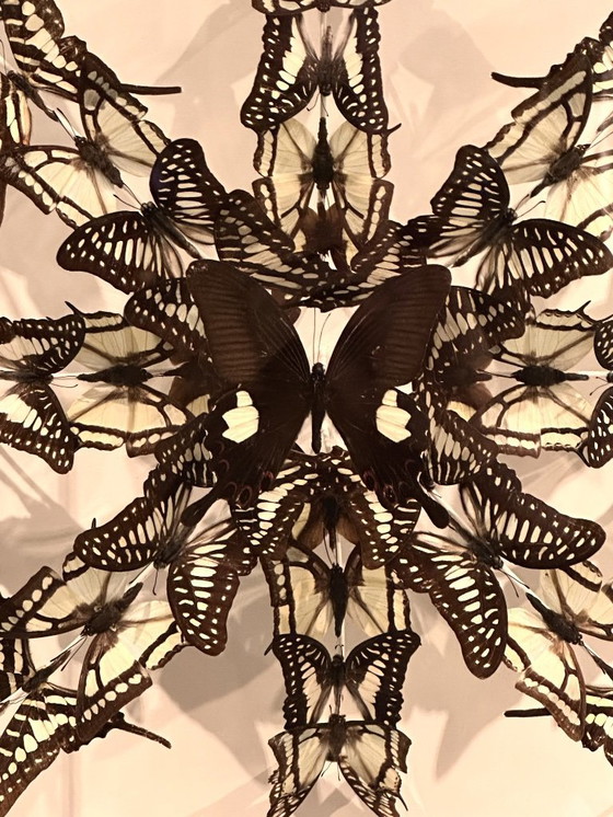 Image 1 of Butterfly box with a cream background, with green, white, black/brown butterflies in it.