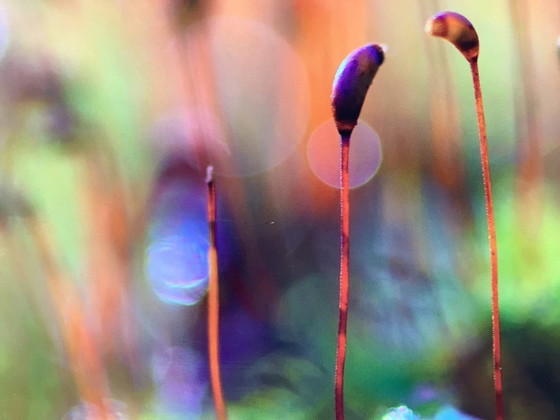 Image 1 of Art photo Rouzbeh Tahmassian