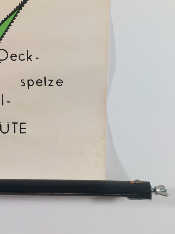 Image 1 of Vintage roll-up map, teaching aid, biology, botany, grasses, wall map