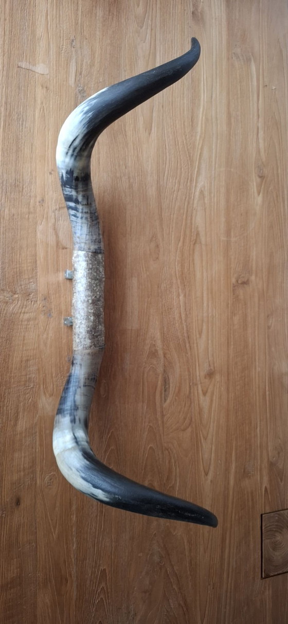 Kuhhörner – Wanddekoration, Andere, Metall (photo 8 of 8)