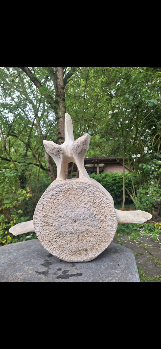 Scultura del Mare – Oggetti decorativi, Other (photo 2 of 5)