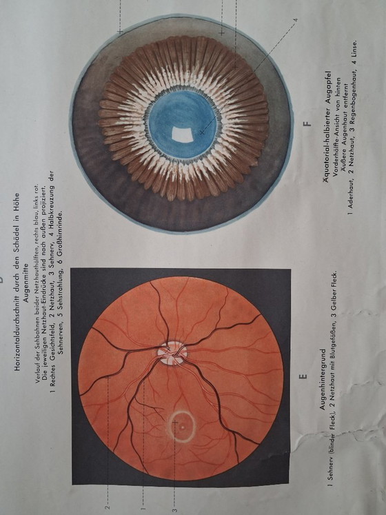 Image 1 of Auge und Sehvorgang. Orginele schoolwandplaat anatomie van het oog