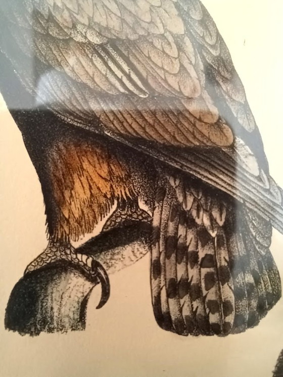 Image 1 of Twee handgekleurde Brusselse ornithologische lithografieën (ca. 1828–1833) – Burggraaff, Lejeune – Pl. 1 en Pl. 19