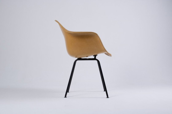Image 1 of DAX Eames en fibre de verre – Light Ocre – Herman Miller / Vitra – circa 1965-1975