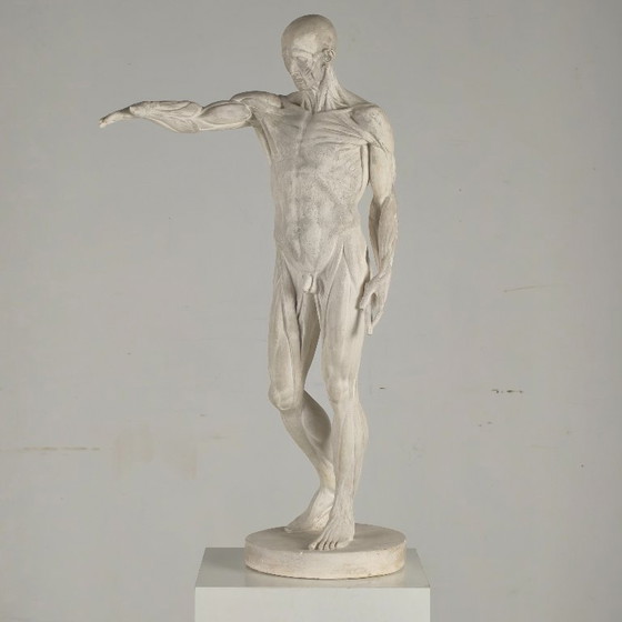 Image 1 of Modello anatomico Écorché – Scultura in gesso