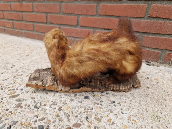 Image 1 of Opgezette marterachtige