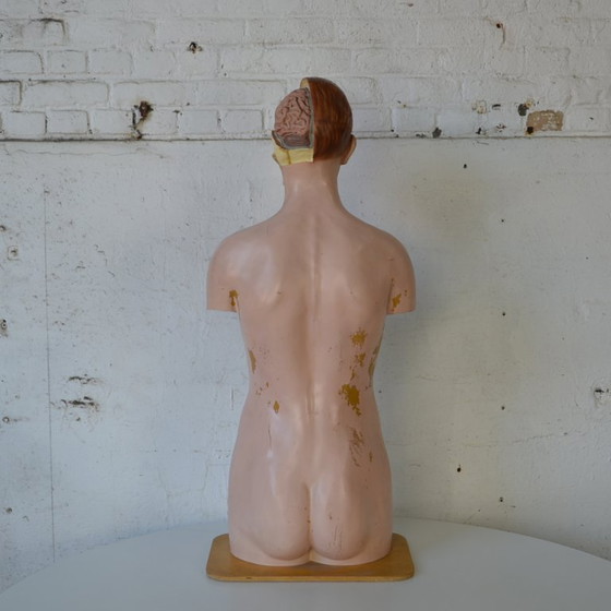 Image 1 of 1x deco biology mannequin