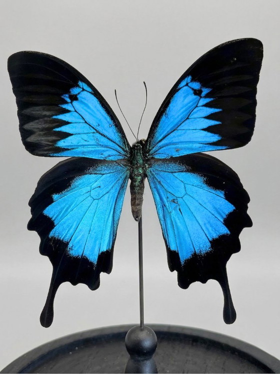 Image 1 of Papilio ulysses-vlinder geconserveerd onder een glazen koepel – groot formaat – exotisch exemplaar – 21 cm