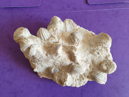 Letto di fossili di bivalvi del Cretaceo superiore