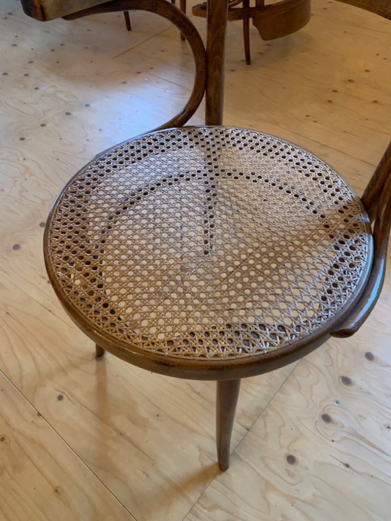 Image 1 of 6 sedie da pranzo Thonet Ligna