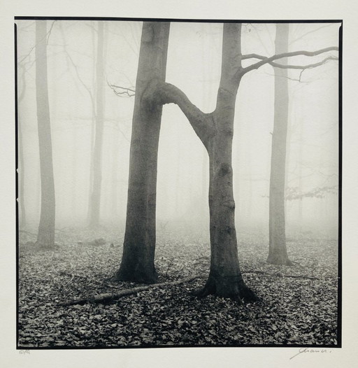 Ralph Janowski - Impresión fotográfica de árboles - Gran formato