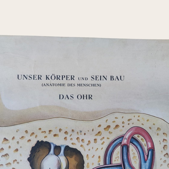 5 anatomische posters uit het midden van de 20e eeuw / Rudolf Tupy – Paper (photo 9 of 15)