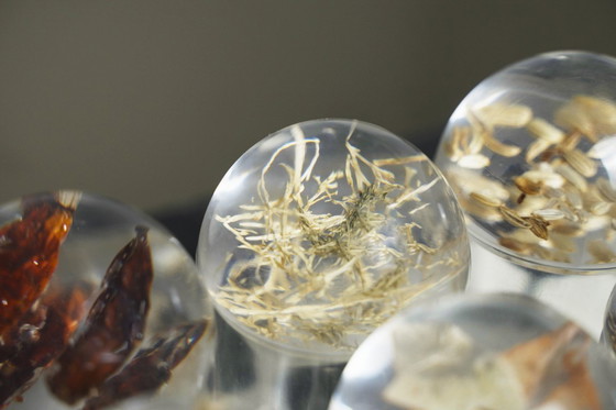 Image 1 of French Plexiglas Vintage Spice Container Jars – Set of 6 Preserved Herb Cylinders