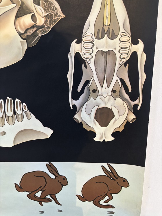 Image 1 of Affiche pédagogique vintage "Le Lièvre" (Jung-Koch-Quentell) – Lehrmittelverlag Hagemann