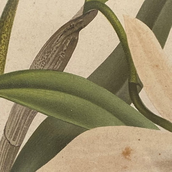 Image 1 of Dipinto antico di un'orchidea, litografia