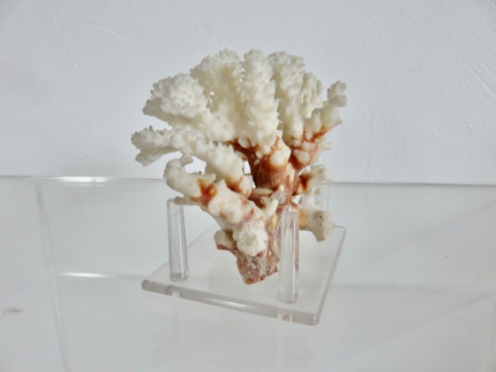 Image 1 of White coral tree, coral reef, 1970