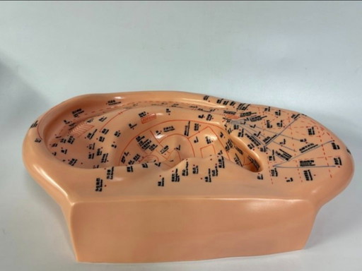 Ear model acupuncture