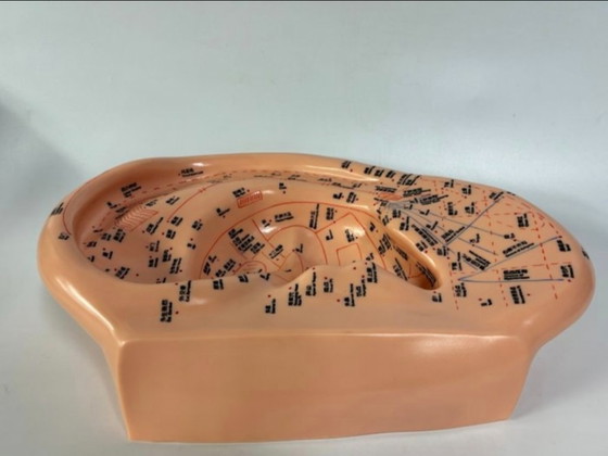 Image 1 of Ohrmodell-Akupunktur