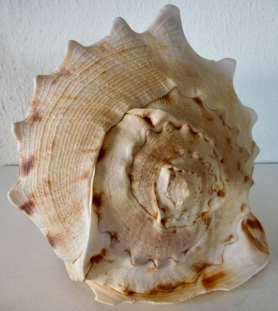 Image 1 of Cassis Cornuta (conchiglia di timone) grande, 22 cm.