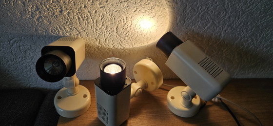 Image 1 of Herda fleckt 3 Stück