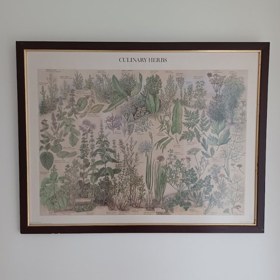 Image 1 of Vintage botanische poster ‘Culinary Herbs’ (1976) – British Museum, Westerham Press. 84x65 cm