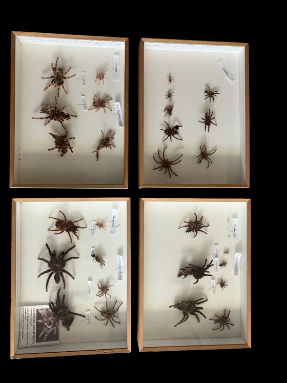 Image 1 of 4 vitrines de taxidermie pour tarentules