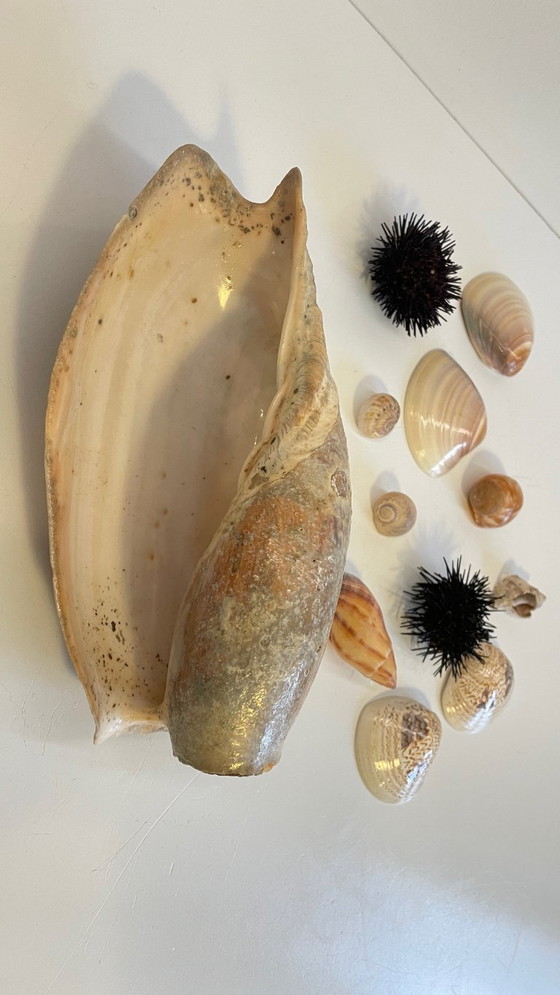 Image 1 of Seashell Collection