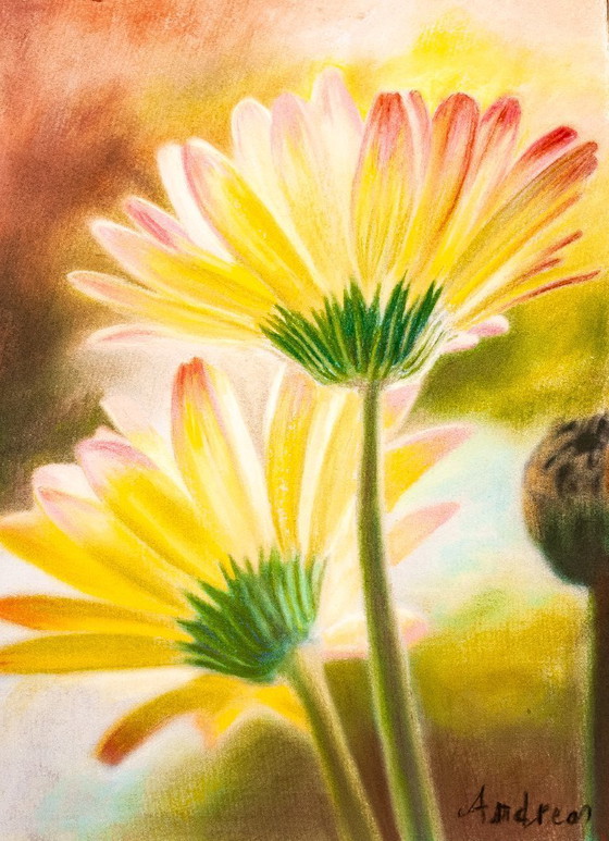 Image 1 of Pastel daisies. Daisy painting. Flower drawing. Pastel flowers. Painted flowers. New.