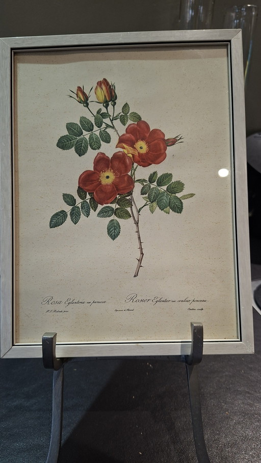 3 x brocante paintings botanical print of 3 colors of roses