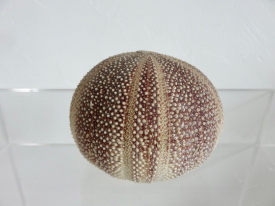 Image 1 of Oursin fleur toxopneustes pileosus, océan indien 1970