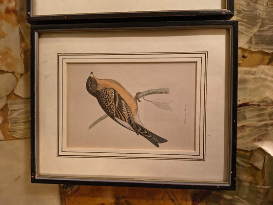 Image 1 of Antique bird prints in frames (5 pieces)