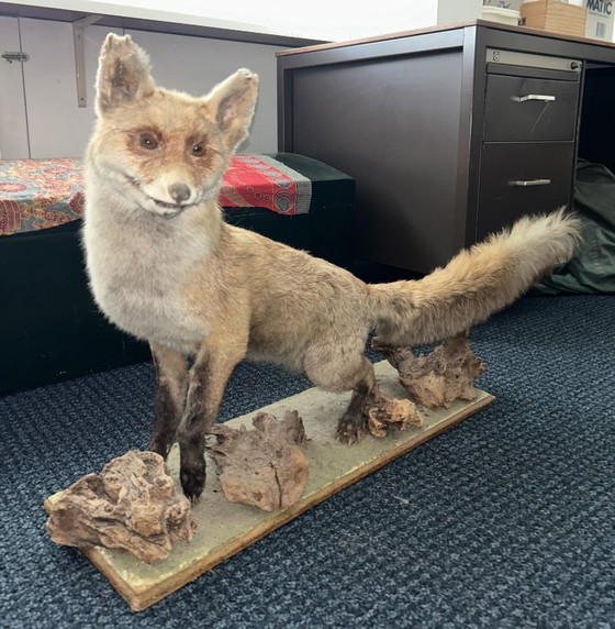 Image 1 of Renard empaillé - Taxidermie