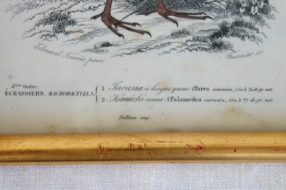 Image 1 of 5 incisioni antiche di uccelli incorniciate