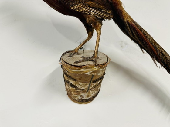 Antique stuffed Golden Pheasant Rooster – Decorative Objects, Wood, Other (photo 6 of 14)