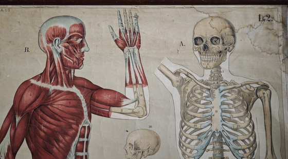 Image 1 of Poster scolastico Giga Vintage, Anatomia, corpo umano, tabella scolastica, retrò