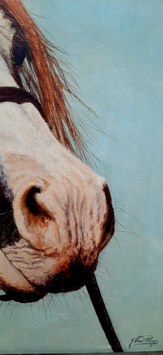 Image 1 of Dipingere la testa di cavallo