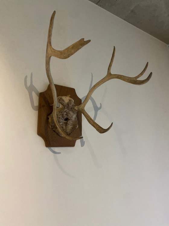 Image 1 of Corna di cervo su scudo di legno – trofeo di caccia d'epoca, XX secolo