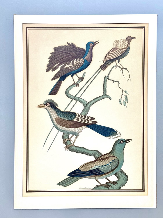 Image 1 of Lithographie ornithologique ancienne, Georges-Louis Leclerc, années 1920, imprimée par Weissenbruch S.A.
