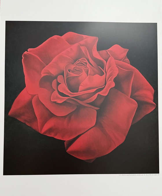 Image 1 of Franco Campana: "Red Rose". Beautiful colors!