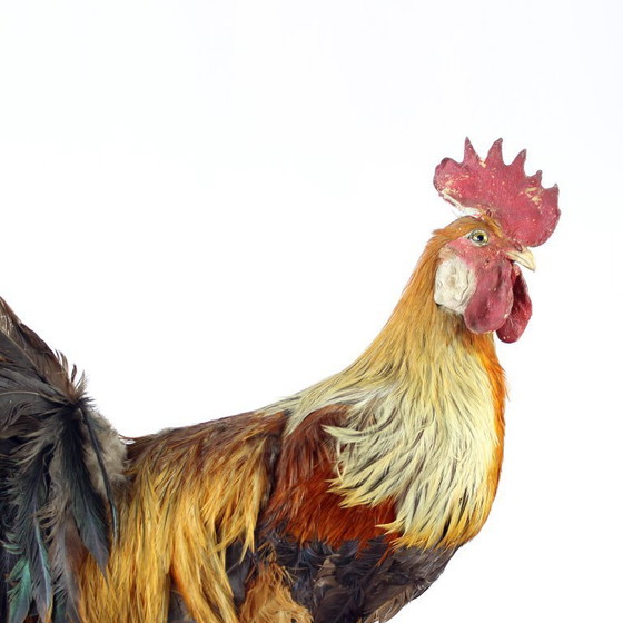 Image 1 of Grande gallo tassidermico tedesco antico, primi anni del 1900