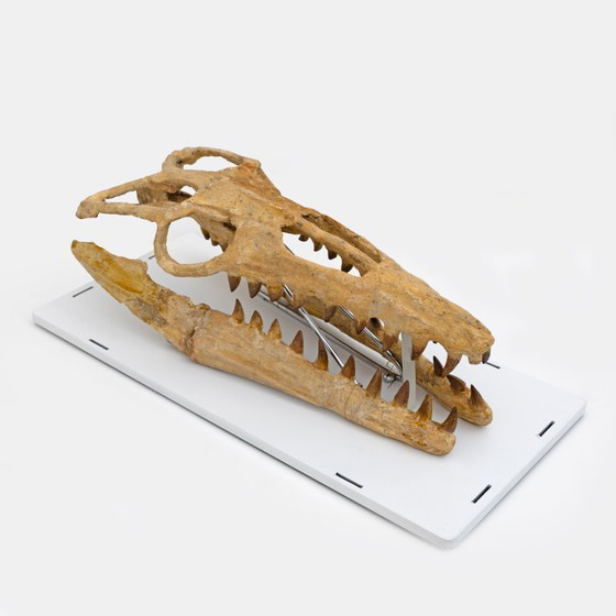Image 1 of Cranio fossilizzato di un rettile marino preistorico, il Mosasauro, risalente a 70 milioni di anni fa